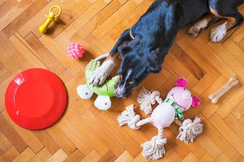 different types of pet toys