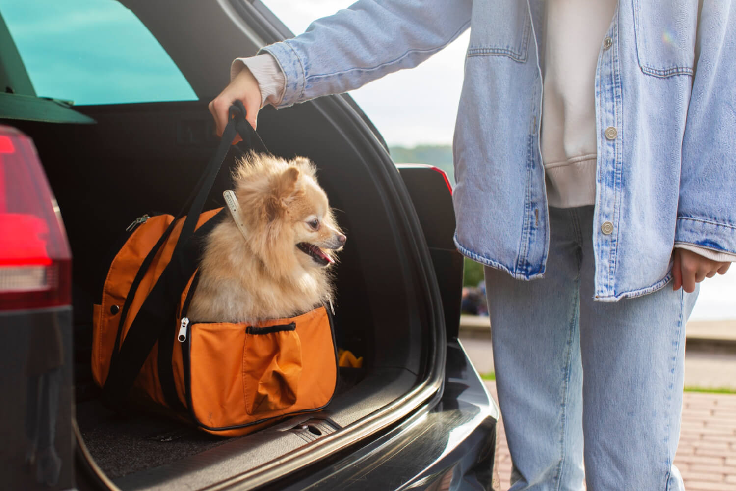 traveling with your pet