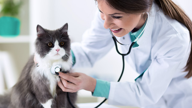 veterinary care