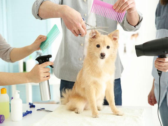 pet grooming